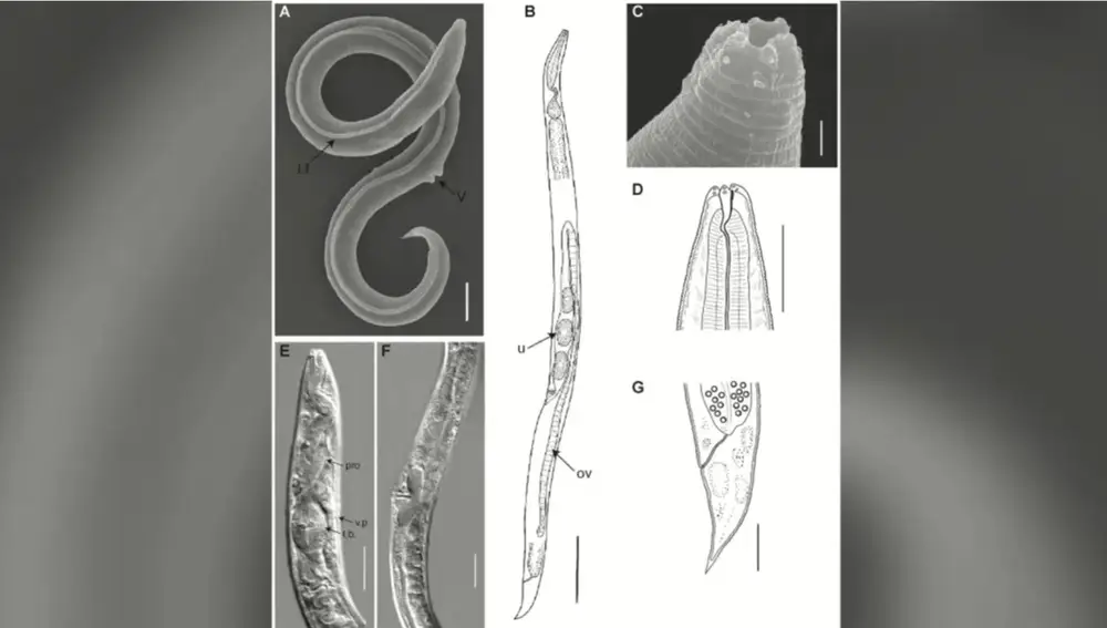 Varias representaciones del gusano nematodo que logró sobrevivir 46.000 años en el permafrost siberiano