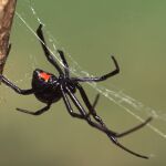 Las plantas de interior que debes poner en tus ventanas para ahuyentar a la letal araña violista