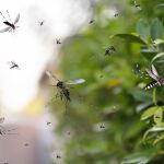 El motivo por el que no se puede matar a los mosquitos más grandes: te arrepentirás
