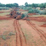 Olivos talados para montar fotovoltaicas