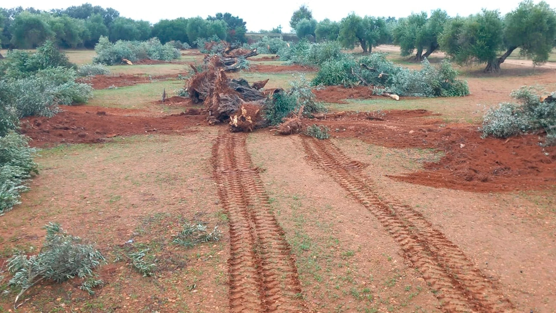 Olivos talados para montar fotovoltaicas