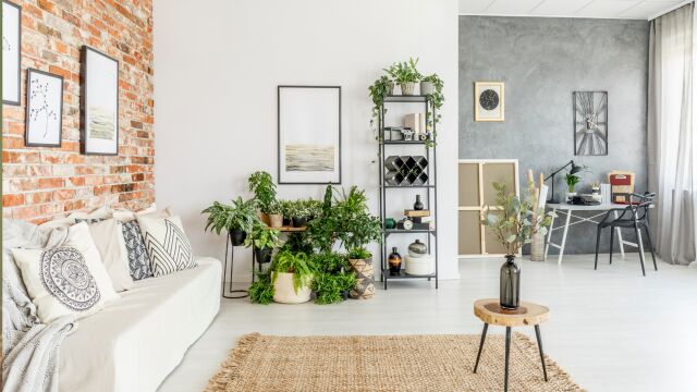La peor planta que puedes tener en casa según el Feng Shui: se lleva todas las energías