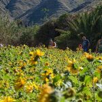 Descubre los increíbles girasoles del Valle Sagrado: un paraíso escondido en España