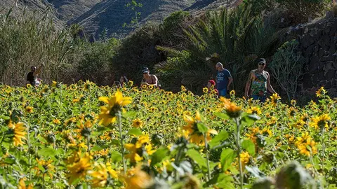 Descubre los increíbles girasoles del Valle Sagrado: un paraíso escondido en España