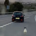 El perro persiguiendo al coche que lo abandonó