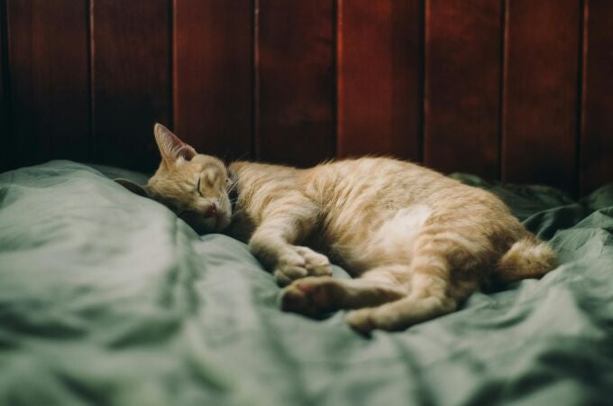 ¿Es bueno dormir con tu gato para la salud? Esto dice la ciencia