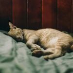 ¿Es bueno dormir con tu gato para la salud? Esto dice la ciencia