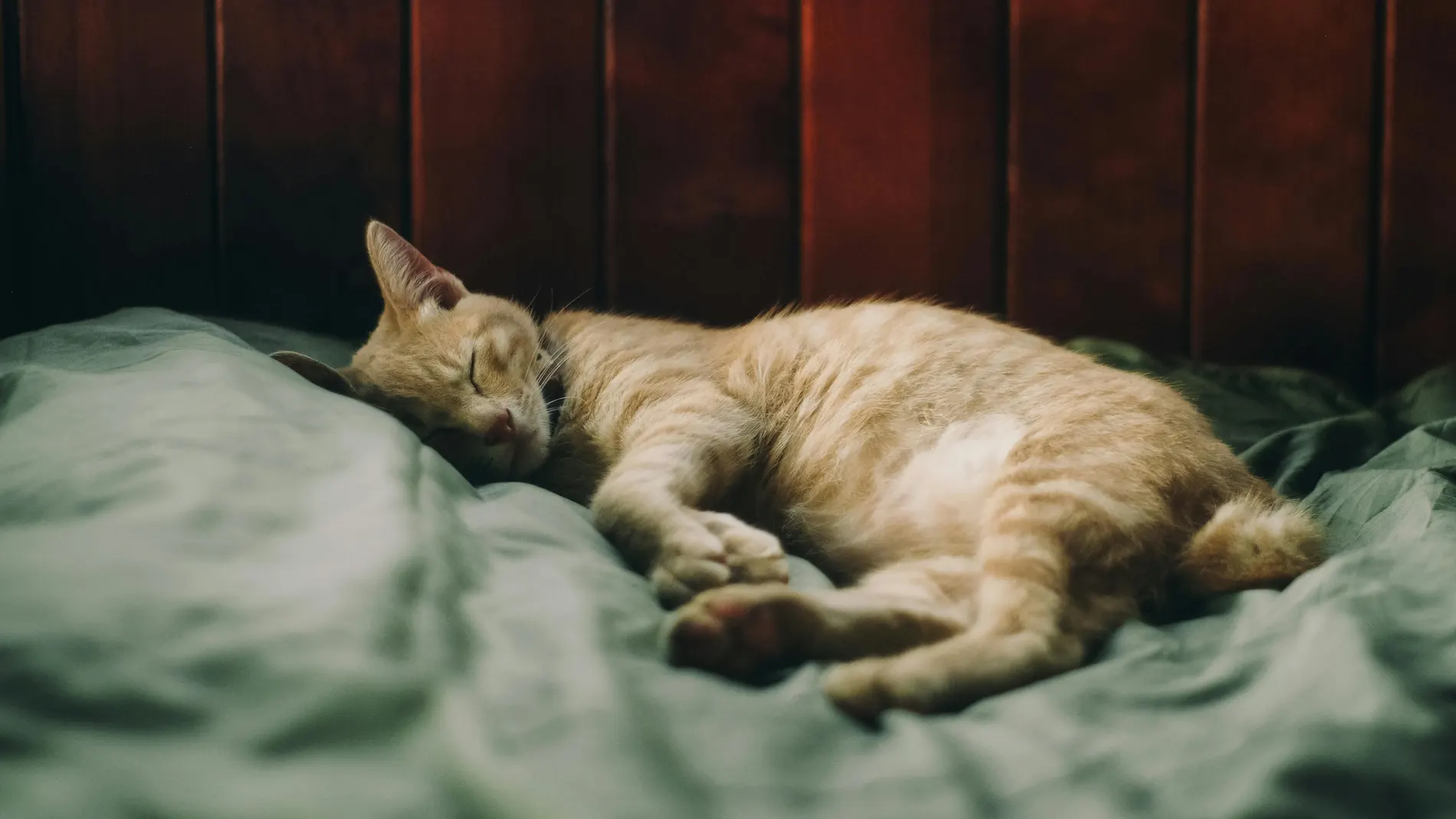 ¿Es bueno dormir con tu gato para la salud? Esto dice la ciencia