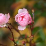 La fruta que debes poner al pie de tus rosales para potenciar su floración durante todo el verano