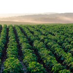 La electroagricultura promete revolucionar los cultivos