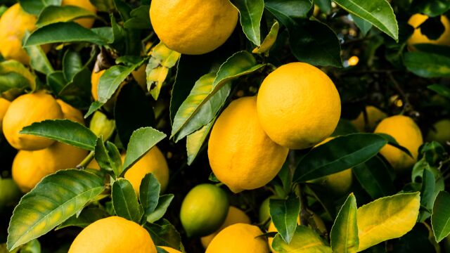 El truco casero para que crezca un limonero en menos de un mes