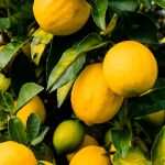 El truco casero para que crezca un limonero en menos de un mes