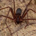 ¿Cómo es la telaraña de la araña violinista? La clave para identificarla y eliminarla al momento
