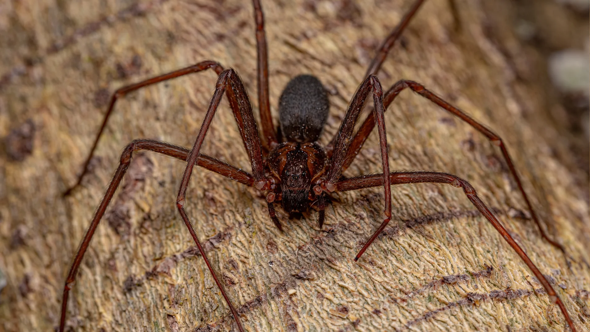 ¿Cómo es la telaraña de la araña violinista? La clave para identificarla y eliminarla al momento