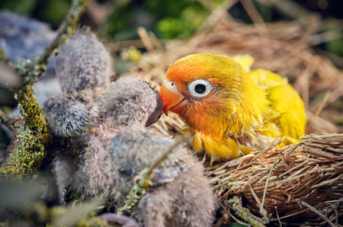 ¿Cómo se llama la cría de un loro? 