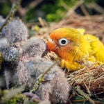 ¿Cómo se llama la cría de un loro? 