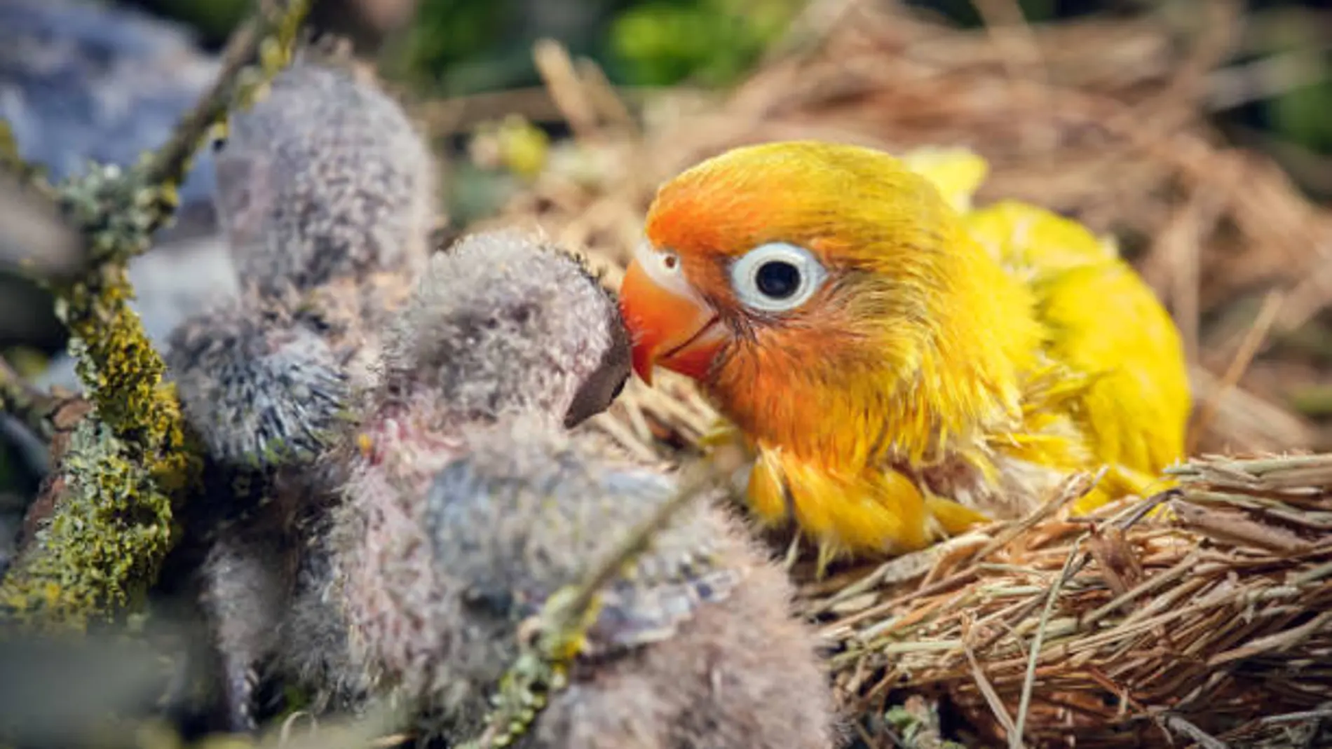 ¿Cómo se llama la cría de un loro?