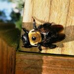 El sencillo truco de las bolsas de papel para ahuyentar a las abejas de tu casa