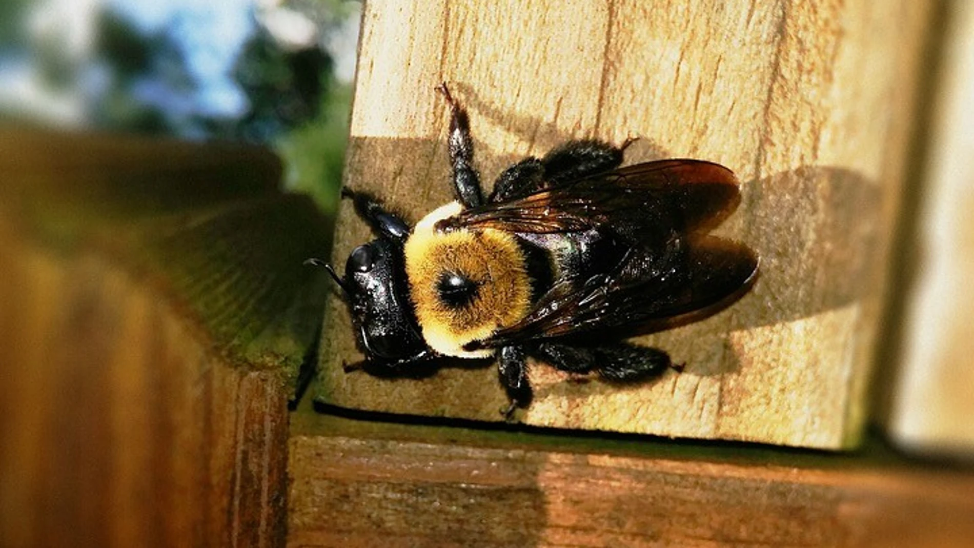 El sencillo truco de las bolsas de papel para ahuyentar a las abejas de tu casa