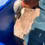Rescatan un buitre leonado atrapado, desorientado y débil en una piscina en Ibi (Alicante)