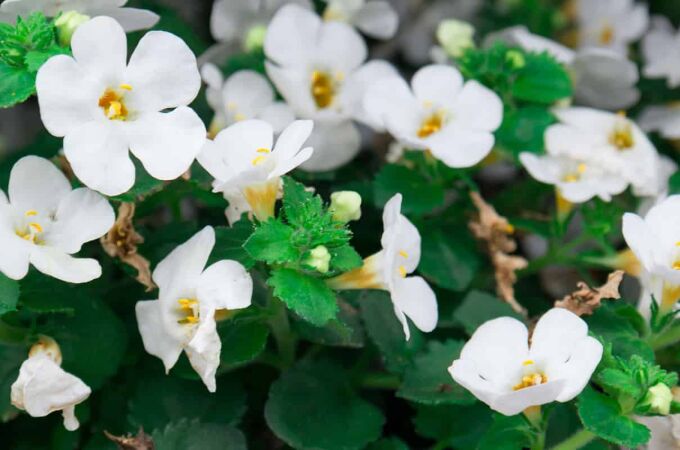 Los mejores suplementos de Bacopa Monnieri: concentración, memoria y equilibrio mental