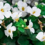 Los mejores suplementos de Bacopa Monnieri: concentración, memoria y equilibrio mental