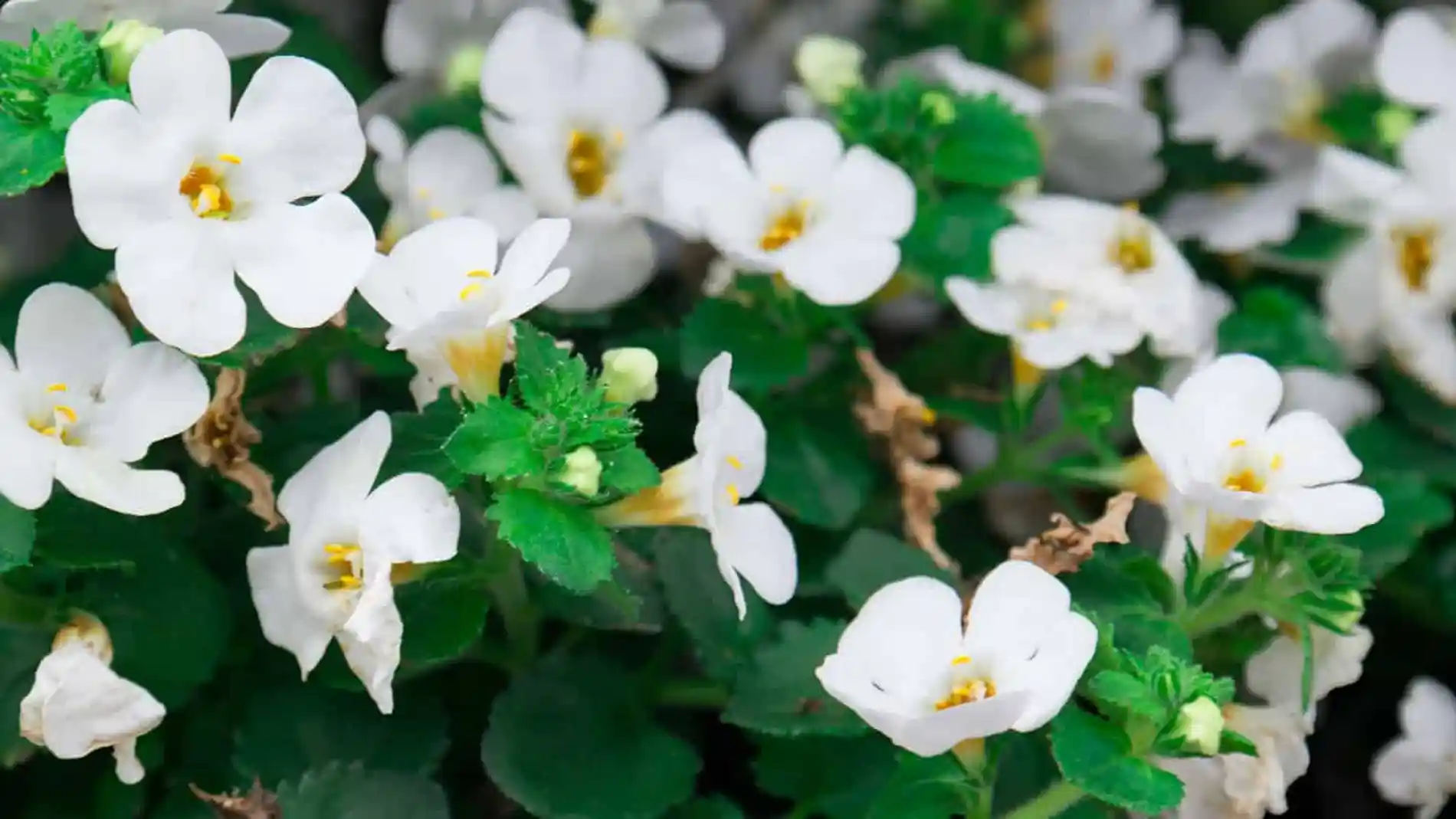 Bacopa Monnieri