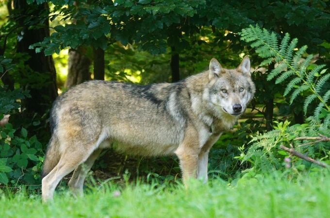 Cantabria remitirá en "próximos días" al Miteco las extracciones de lobos ya realizadas de las 41 previstas