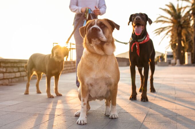 Las razas de perro que nunca deberías tener si tienes poca paciencia