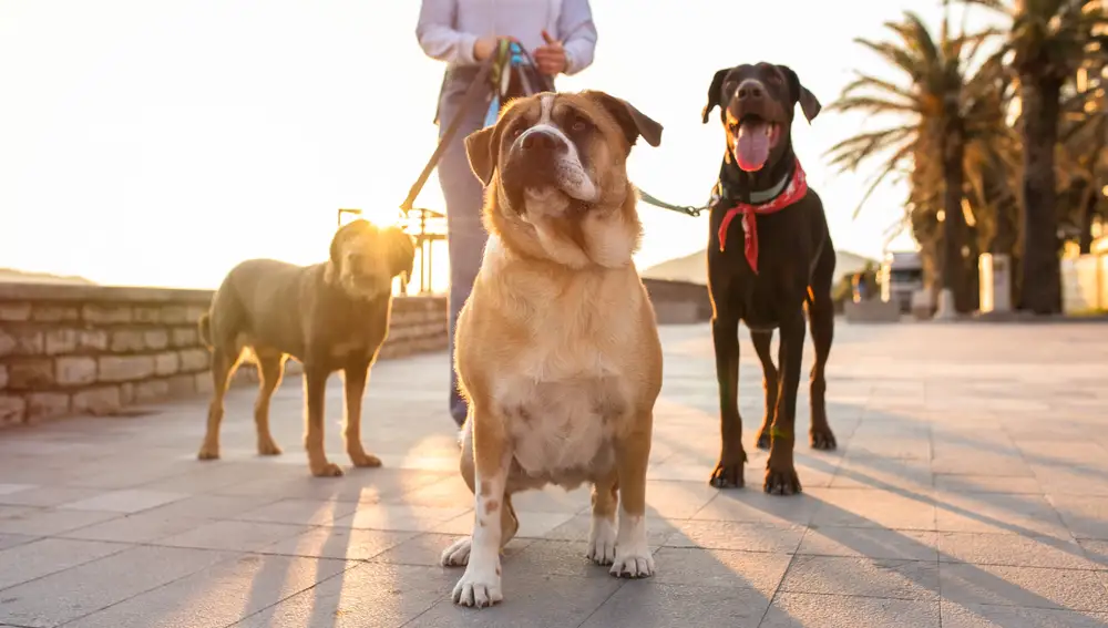 Las razas de perro que nunca deberías tener si tienes poca paciencia