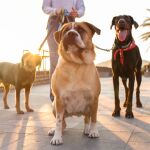 Las razas de perro que nunca deberías tener si tienes poca paciencia