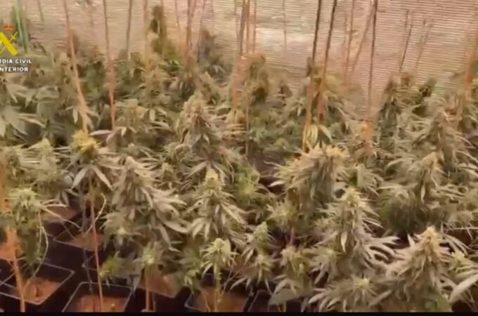 Imagen de la plantación intervenida por la Guardia Civil 