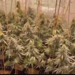 Imagen de la plantación intervenida por la Guardia Civil 