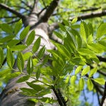 El árbol que deberías tener en tu jardín para no pasar calor este verano: da mucha sombra y frescor
