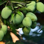 ¿Cómo se llama el árbol del mango? Este es su nombre que muy pocos conocen