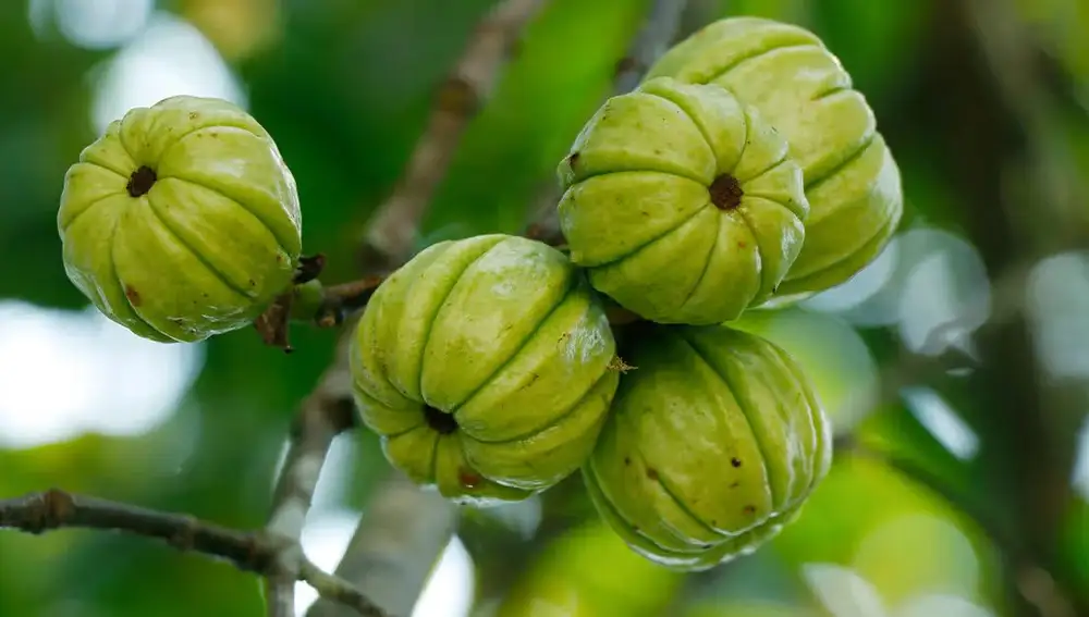 Garcinia Cambogia