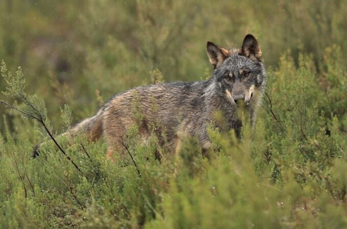 El PP consigue rebajar en Europa la protección del lobo y asegura el control poblacional para salvaguardar medio rural