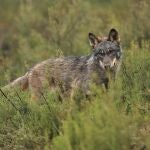 El PP consigue rebajar en Europa la protección del lobo y asegura el control poblacional para salvaguardar medio rural