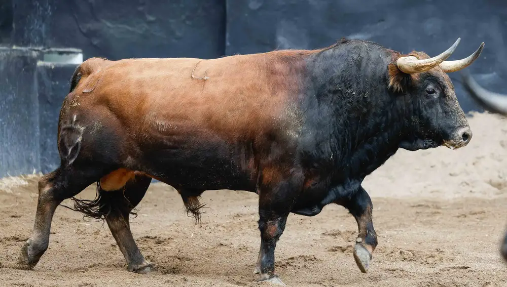 "Mágico", nº 4