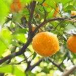 Suplementos de Citrus Aurantium: beneficios, cómo tomarlo y los mejores productos del mercado
