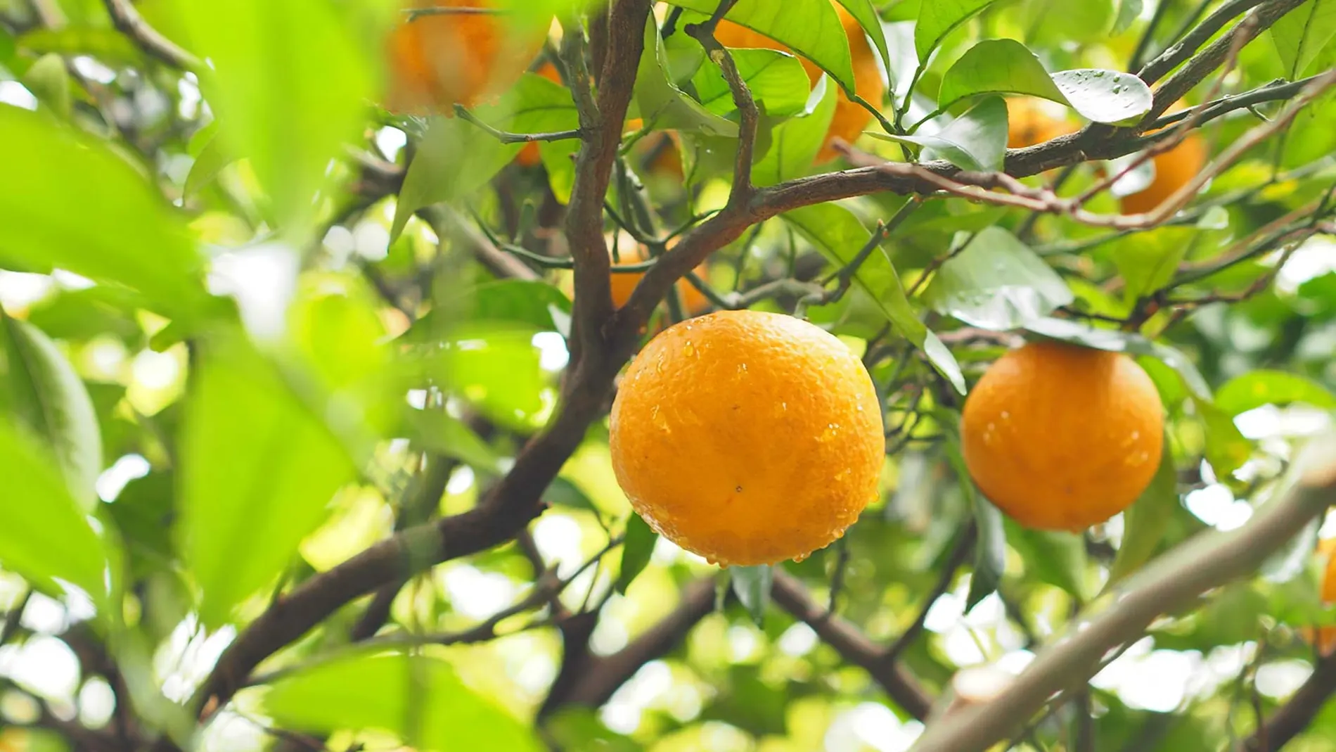 Citrus Aurantium