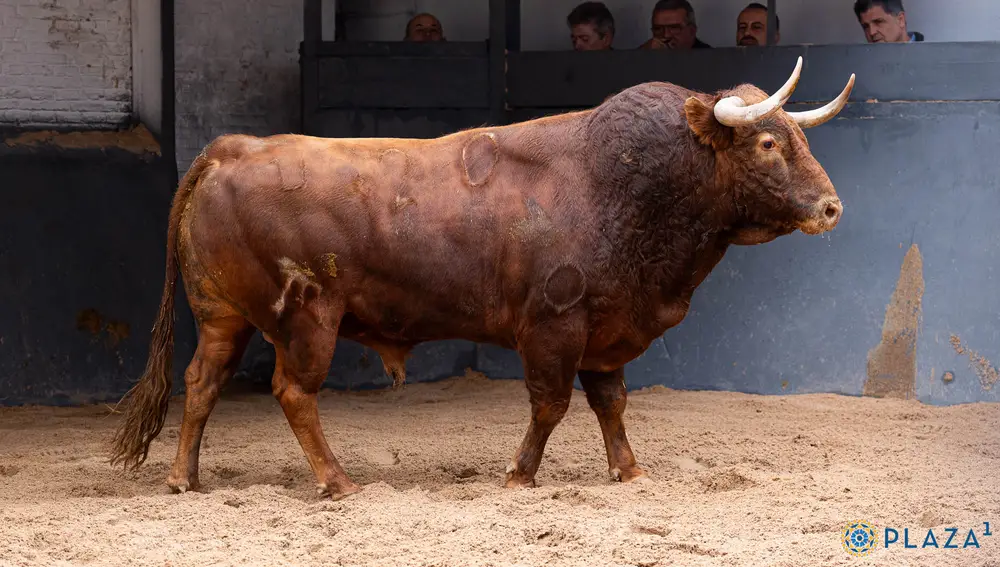 "Burriño", nº 20