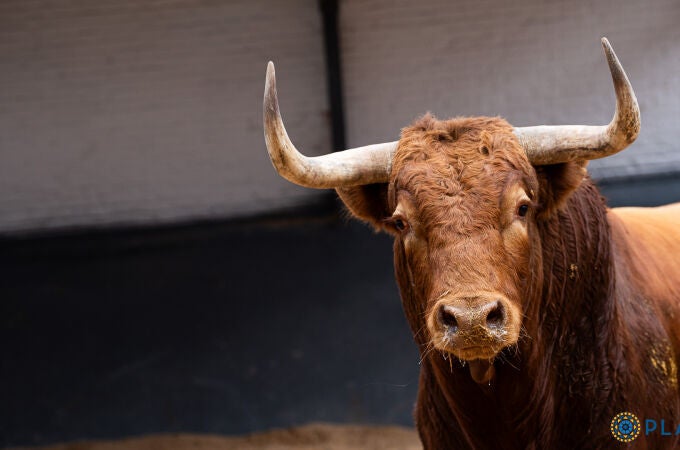 Estos son los impresionantes toros de El Pilar para la segunda de San Isidro