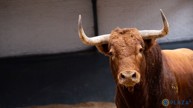 Estos son los impresionantes toros de El Pilar para la segunda de San Isidro