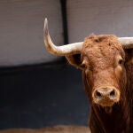 Estos son los impresionantes toros de El Pilar para la segunda de San Isidro