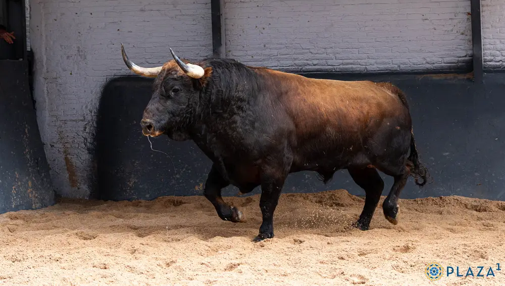 "Busca-oro", nº 961