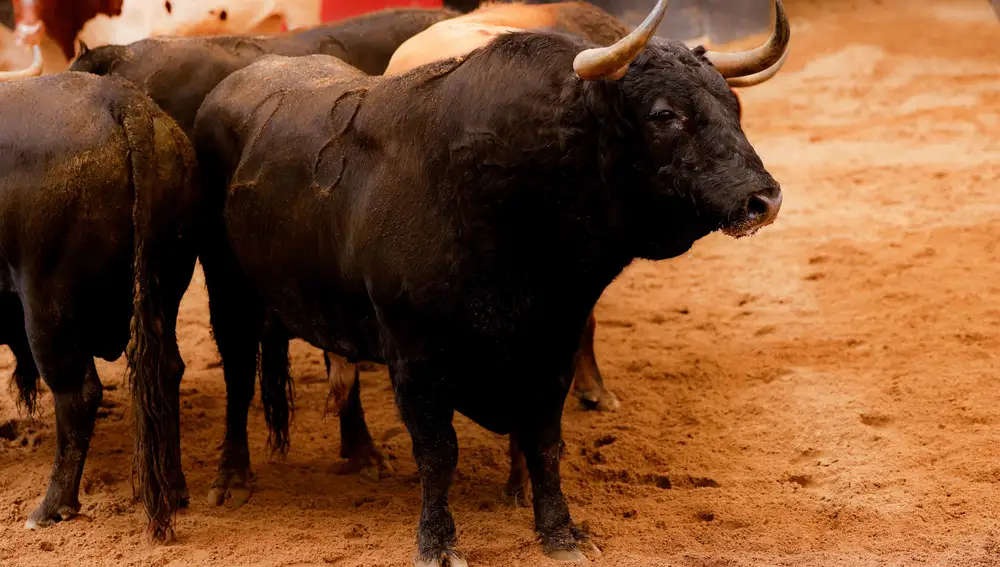 "Tamboril", nº 28