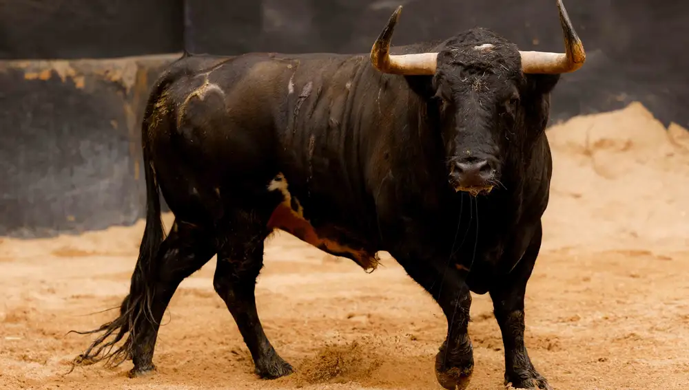 "Hojalatero", nº 73