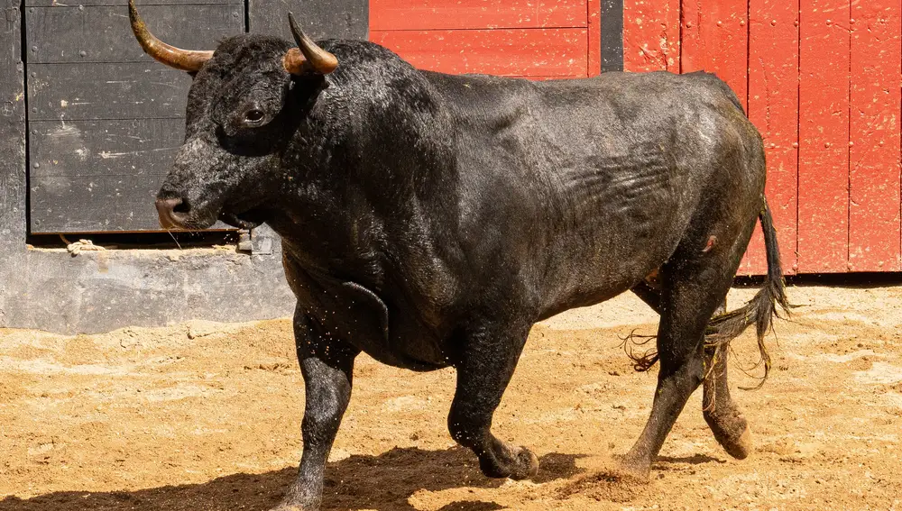 "Gallero", nº 49