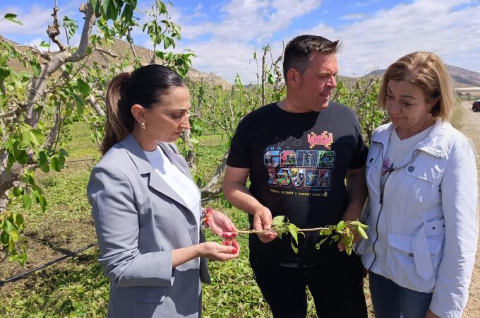 MURCIA.-Rubira, en su visita cultivos afectados por el pedrisco en el Altiplano: "Es un panorama desolador"